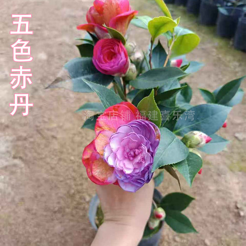 五色赤丹茶花树苗四季开花盆栽