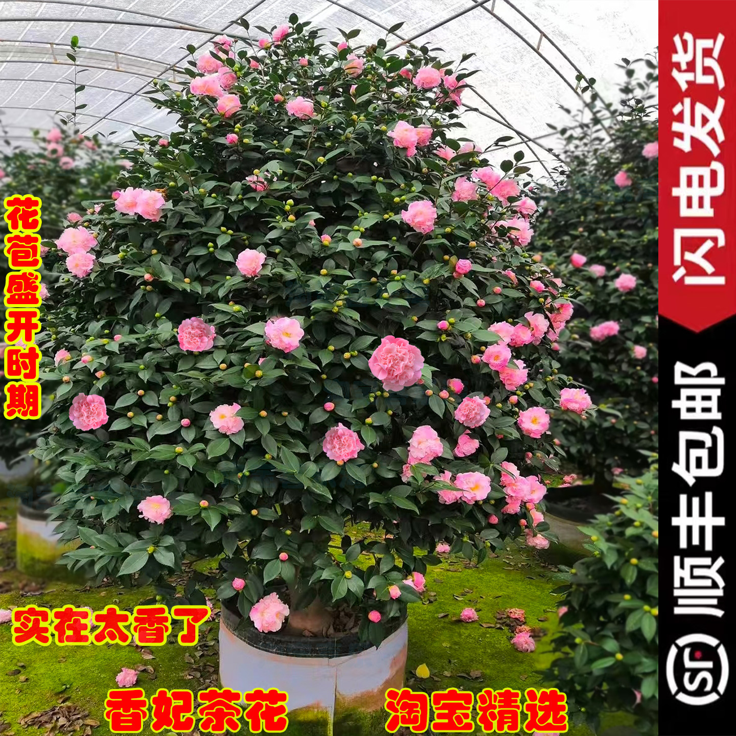 香妃茶花树苗盆栽四季开花庭院