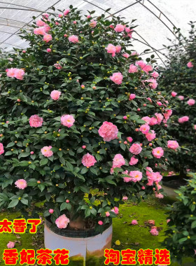 香妃茶花树苗盆栽四季开花庭院