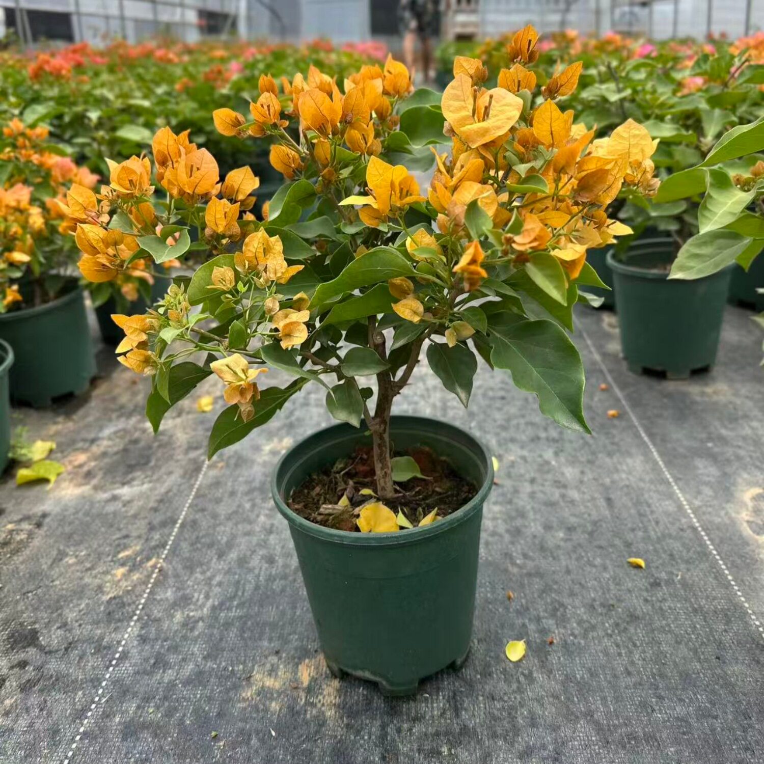 三角梅运输易掉花一物一拍不售后
