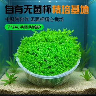 高珍珠草水草杯无菌杯日本高珍珠植物鱼缸造景阴性爬地矮草坪专用