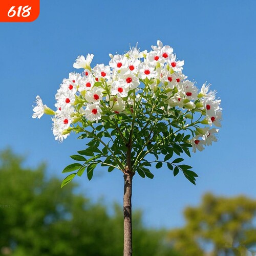 浓香型文冠花树苗盆栽阳台庭院花卉四季好养多年生植物小苗花园