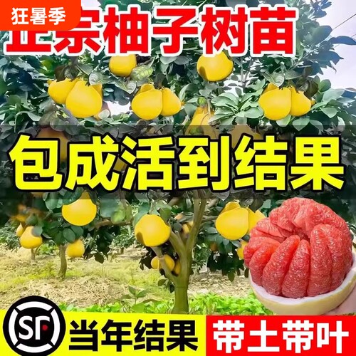 苹果树苗南北方种植盆栽地