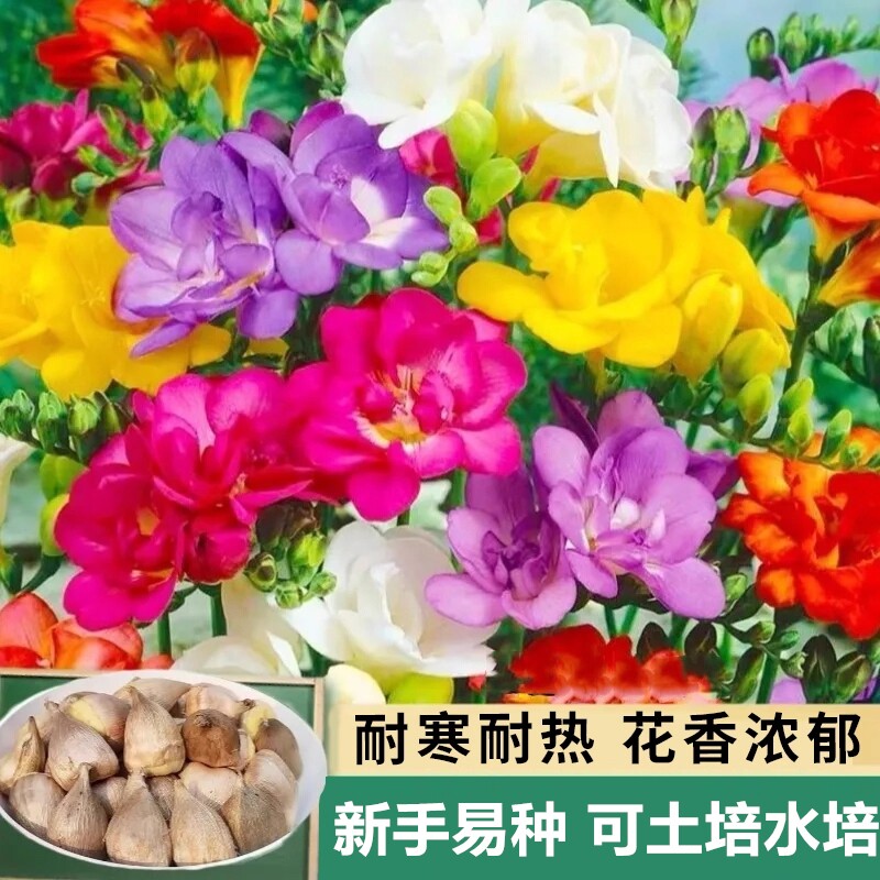 重瓣香雪兰花卉阳台植物盆栽绿植图片