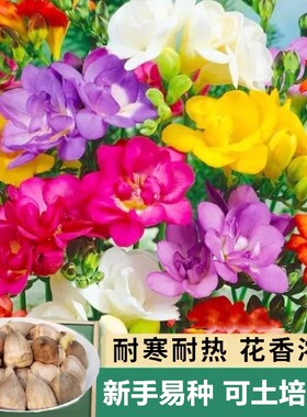 重瓣香雪兰花卉阳台植物盆栽绿植