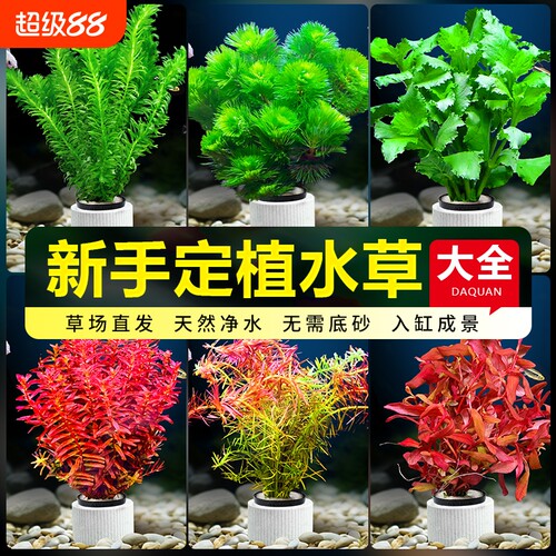 水榕水草鱼缸造景|超5000次加购