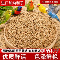 进口加纳利子大颗粒白尖鹦鹉虎皮牡丹玄凤小太阳鸟食高蛋白营养粮