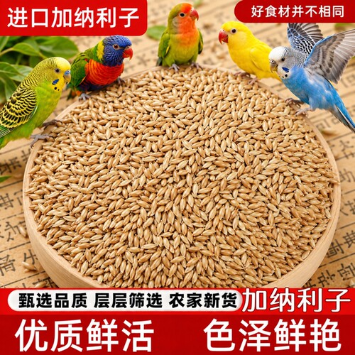 进口加纳利子大颗粒白尖鹦鹉虎皮