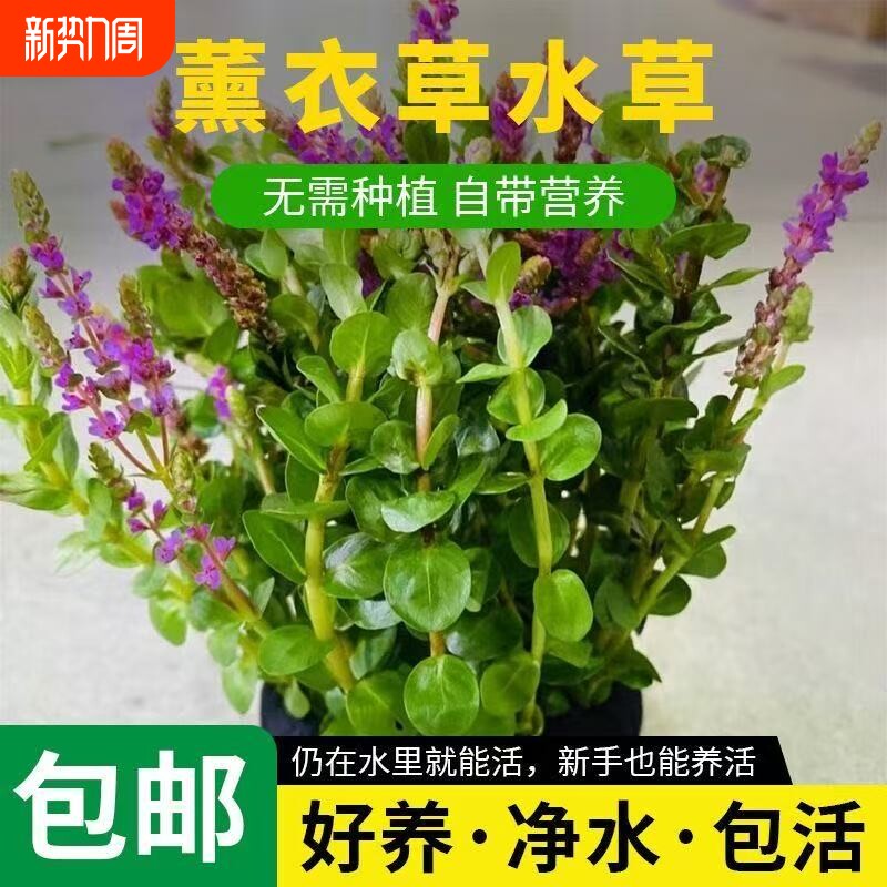 鱼缸造景薰衣草坨草水族箱造景水草免栽种黑色泥托定植新手好养