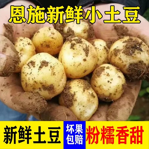 正宗恩施黄心土豆新鲜现挖5/9斤迷你马铃薯洋芋粉糯香甜自种黄皮