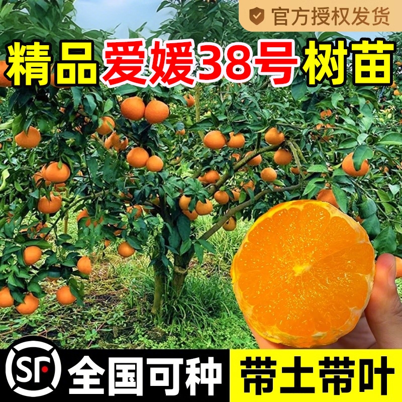 爱媛38号树苗果冻橙果树果苗盆栽象山红美人树苗橘子树橙子水果树