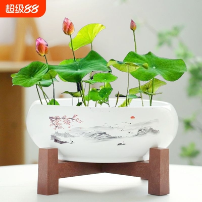 水仙花盆陶瓷铜钱草水培睡莲碗莲金钱草专用盆缸无孔大带底座客厅