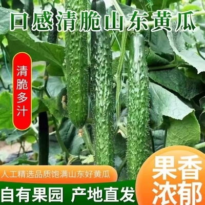 新鲜带刺黄瓜青瓜长黄瓜