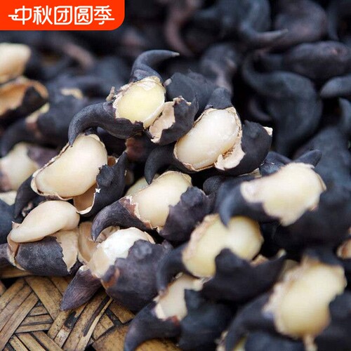 2026年新鲜菱角老菱角洪湖现摘