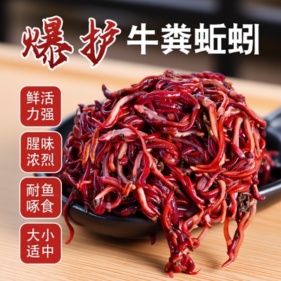 活饵蚯蚓鲜活垂钓鱼鲫鱼鲤鱼