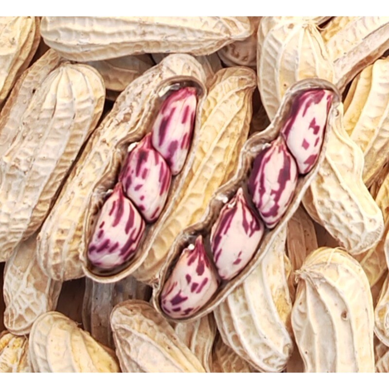 2025带壳七彩花生云南普洱种生熟牛奶花生米水煮咸干新鲜晒干健康