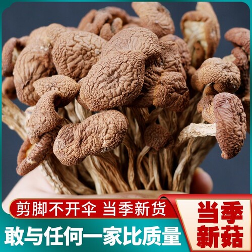 茶树菇干货不开伞切根新鲜茶薪菇