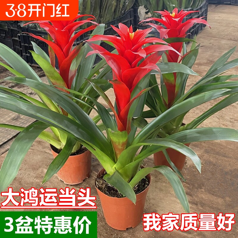 鸿运当头盆栽带花苞年宵花卉室内客厅植物办公室绿植喜庆大盆家用