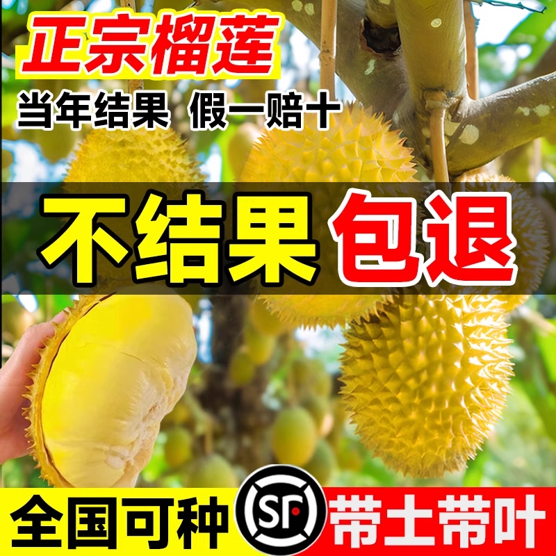 夏普蓝莓大苗|572人收藏
