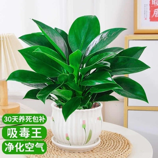 金钻盆栽植物铂金钻绿萝箩水培大叶绿植多肉办公室内懒人好养花卉