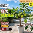 释迦果苗树带果凤梨奶油黄龙嫁接果树果苗庭院南方种植盆栽地栽苗