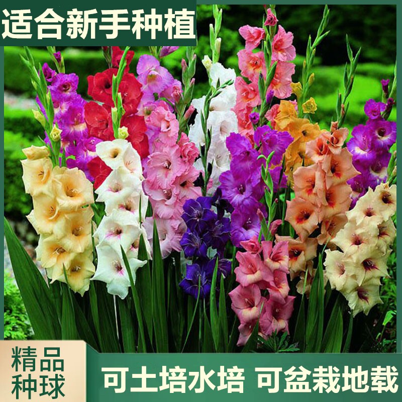 重瓣剑兰花花卉阳台植物盆栽绿植图片