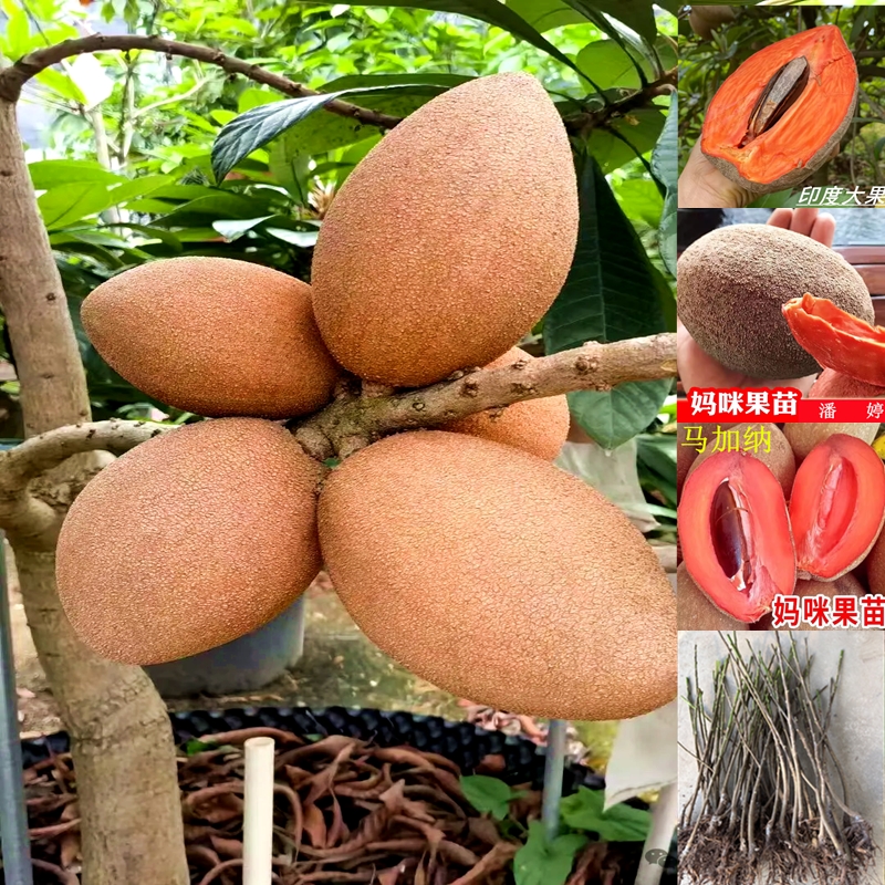 妈咪果树苗新品种嫁接马加纳洛里托树苗马梅果树苗南北方种植盆栽