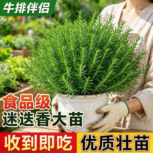 迷迭香盆栽可食用香料百里香薄荷草紫苏四季常青驱蚊虫草花卉绿植