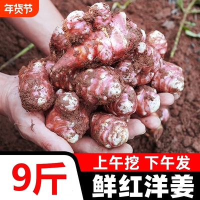 红洋姜新鲜野鬼子姜不辣农家蔬菜酱腌菜泡菜种姜菊芋现挖生洋姜