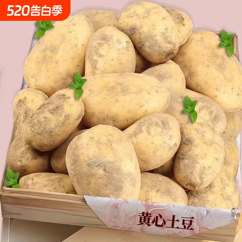 新鲜贵州土豆新鲜老农推荐当季马铃薯农家自种土豆美味