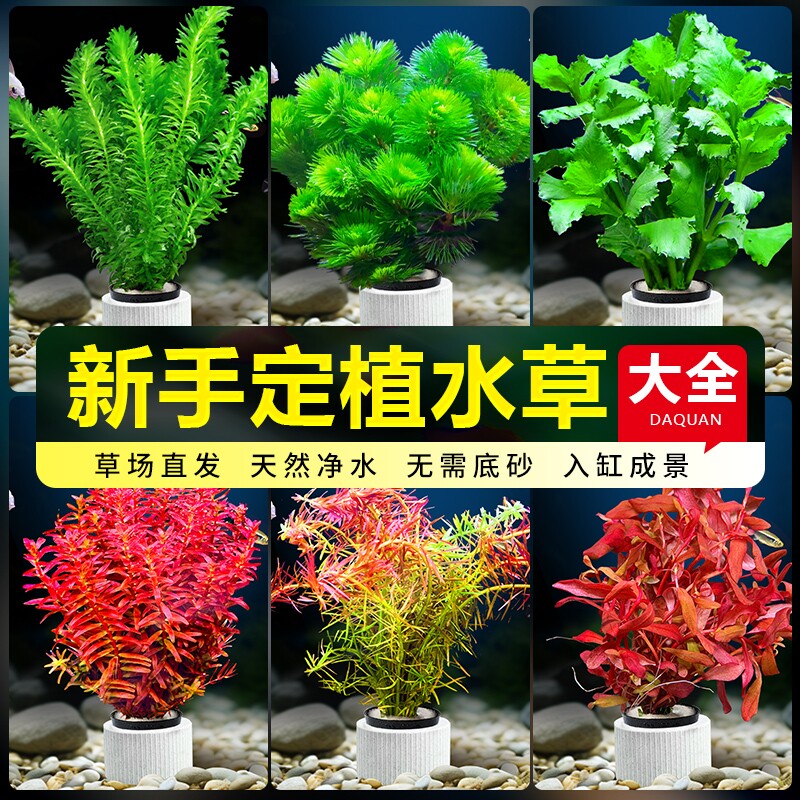 水榕水草鱼缸造景|超5000次加购图片