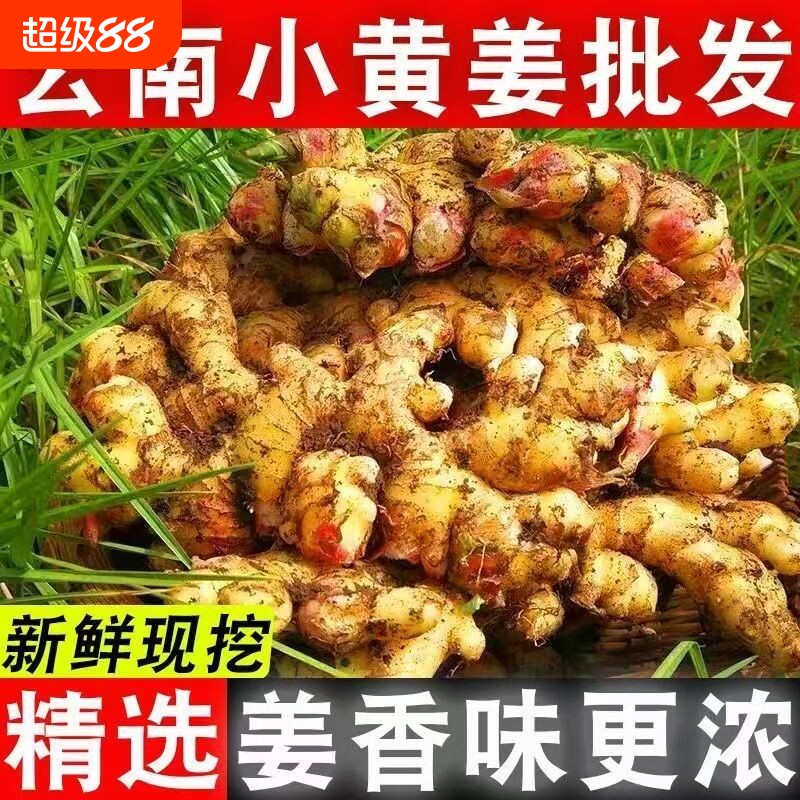 现摘现发云南生姜小黄姜新鲜嫩姜老姜特级大块姜土姜月子姜蔬菜