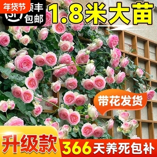 1米8高大藤本月季蔷薇花苗爬藤绿植物四季开花卉盆栽玫瑰特大种植