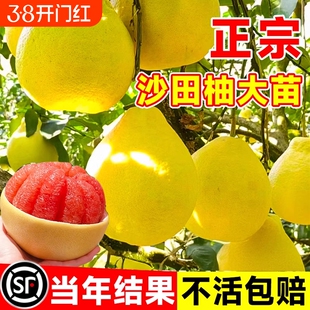 柚子树苗果树果苗红心蜜柚广西大沙田柚庭院嫁接南方种植水果葡萄