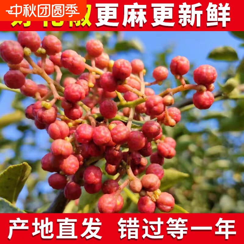 2026新鲜湿花椒陕西红花椒大红袍生特麻香现摘现发嫩1斤食用										