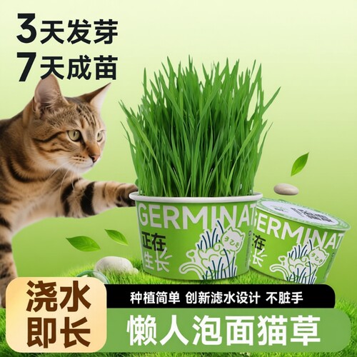 猫草小麦猫草懒人泡面滤水设计