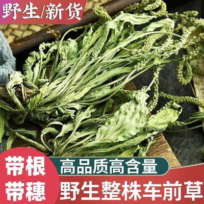 车前草野生新鲜干货官方旗舰店中药材正品袋泡茶水喝的功效与作用