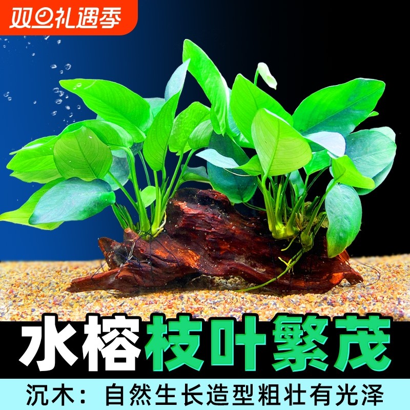 水榕沉木水草鱼缸造景植物增氧