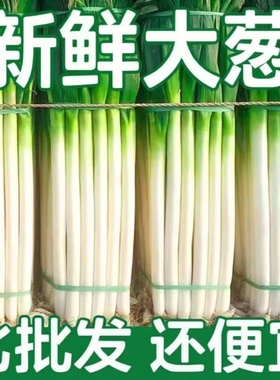 新鲜大葱大葱铁杆长葱正宗山东大葱香葱头当季蔬菜去半叶带皮大葱