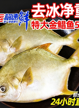 金鲳鱼特大鲳鱼海鱼金昌鱼平鱼银鱼鳊鱼鲜活新鲜冷冻冰鲜顺丰水产