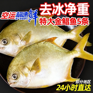 金鲳鱼特大鲳鱼海鱼金昌鱼平鱼银鱼鳊鱼鲜活新鲜冷冻冰鲜顺丰水产