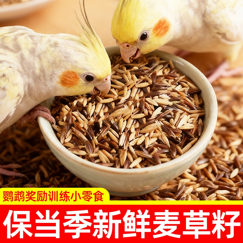 白玉麦黑金麦双拼鹦鹉零食双色麦草籽训练奖励虎皮牡丹专用鸟粮食