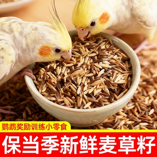 白玉麦黑金麦双拼鹦鹉零食双色麦草籽训练奖励虎皮牡丹专用鸟粮食