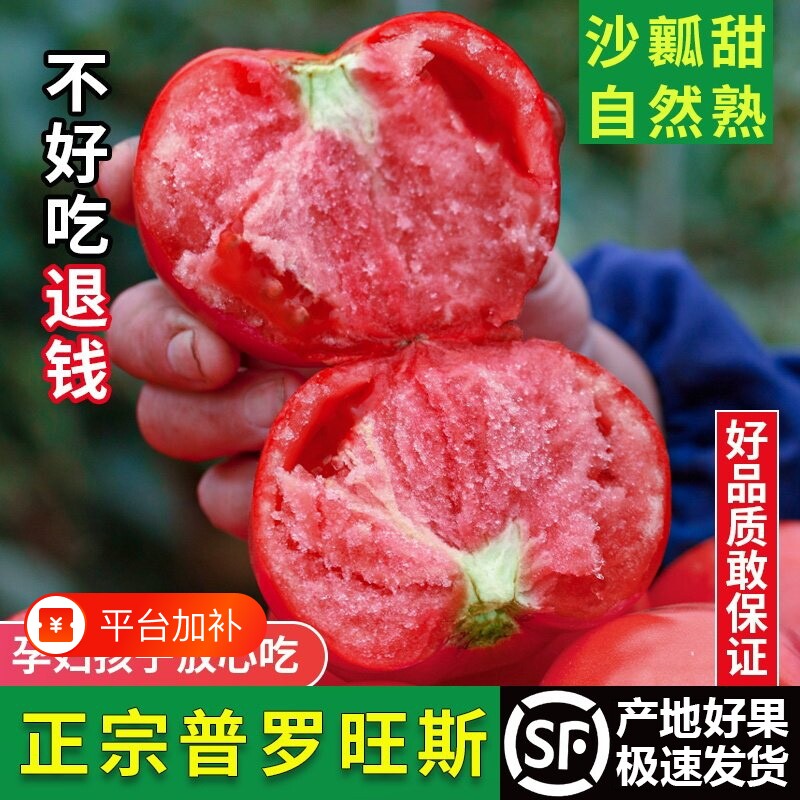 陕西泾阳普罗旺斯西红柿新鲜自然熟孕妇水果当季沙瓤生吃番茄蔬菜