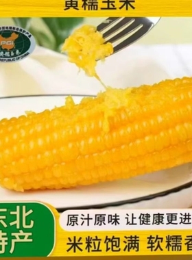 东北黄糯玉米10棒 新鲜甜糯玉米棒真空包装软糯香甜源头工厂直发