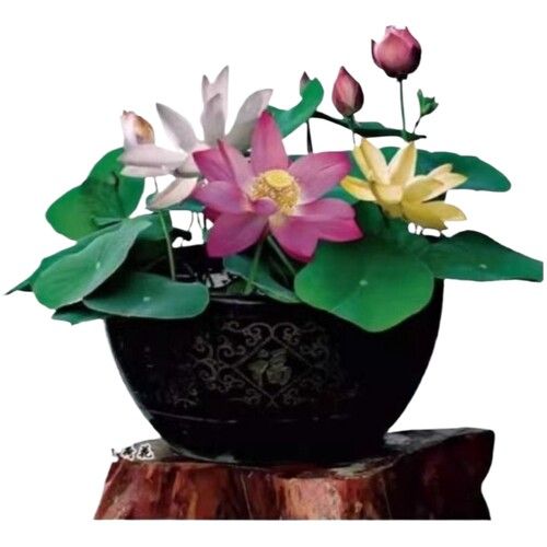 碗莲睡莲无土四季开花遇水成活