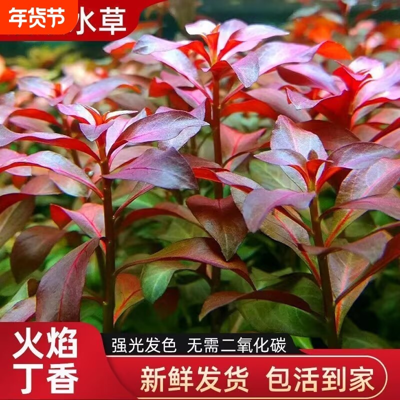 新手造景后景精品火焰丁香陀草懒人自养易活净化水质增氧鱼缸水草