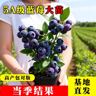 蓝莓树果苗盆栽特大号蓝梅苗地栽阳台四季种植果树结果大果树苗