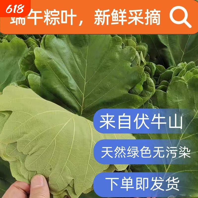 粽叶槲叶新鲜菠萝叶槲树叶天然大粽子叶野生菠萝叶粽
