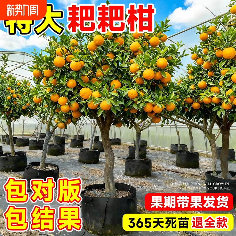 耙耙柑树苗正宗四川耙耙柑树苗橘子果树树丑橘盆栽地栽粑粑柑树苗